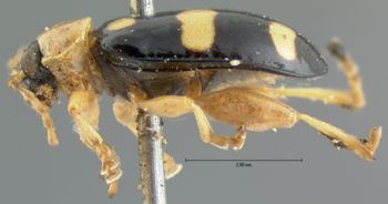 Media type: image;   Entomology 18768 Aspect: habitus lateral view